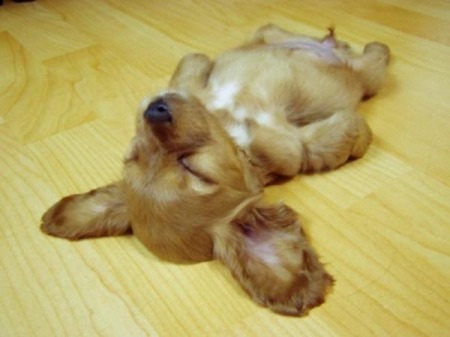 This little guy depicts what we all feel at the end of a long day