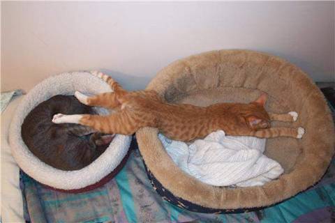 Sometimes, we can only crawl 1/2 into bed and sometimes we don't make it at all!