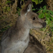 Private Sydney tours profile image