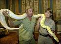 Large Albino Burmese Python.    bbc photo