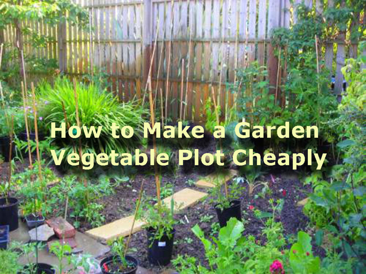 How to Make a Garden Vegetable Plot Cheaply