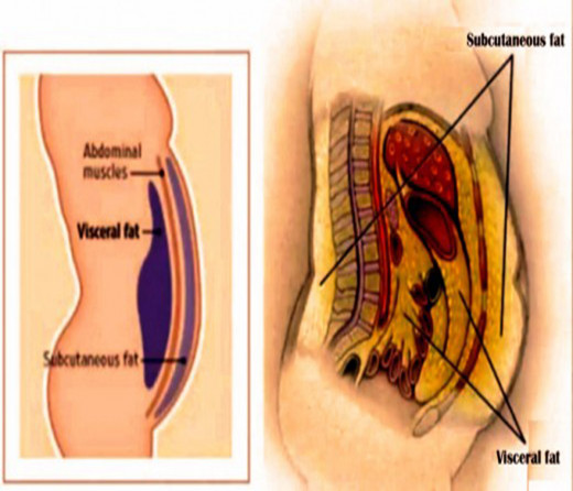Subcutaneous and Visceral fat = Belly fat