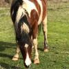rainbow horse profile image