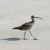 Sandpiper waiting to catch dinner Sandpiper waiting to catch dinner