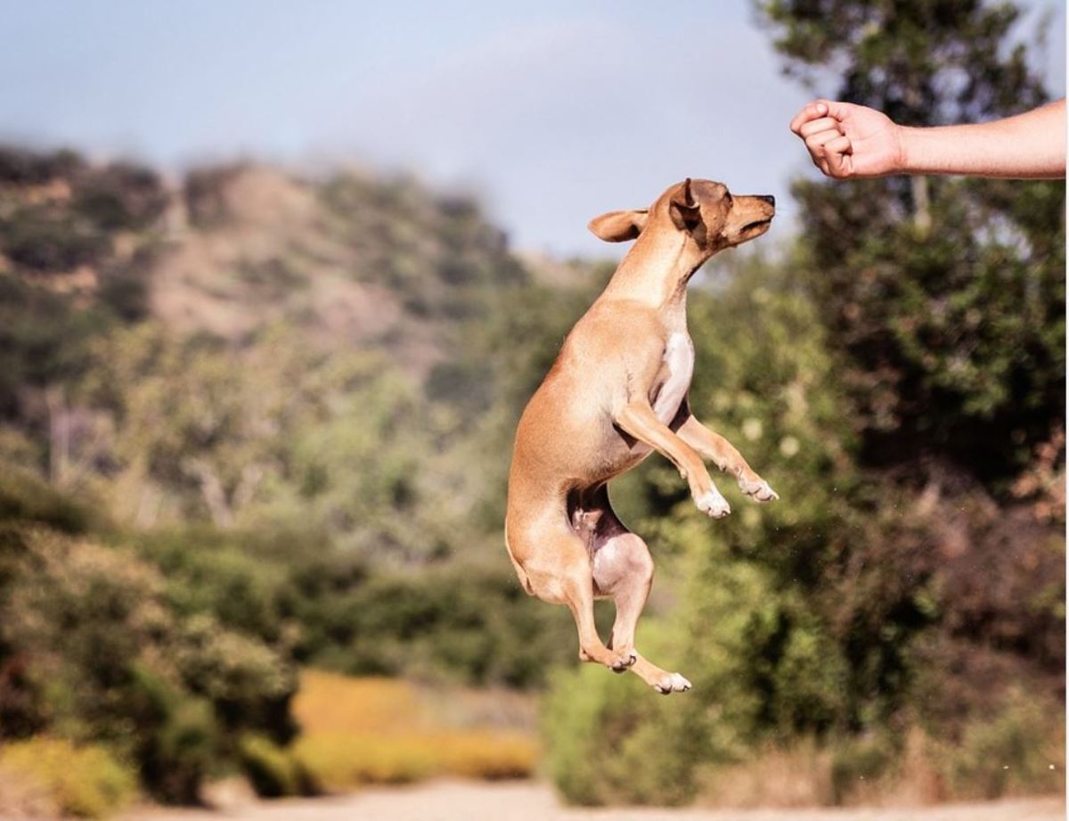 A dog jumping and then sitting is a common behavior chain.