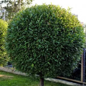 Johnny Maxon profile image