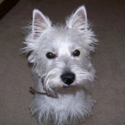 lily382 profile image