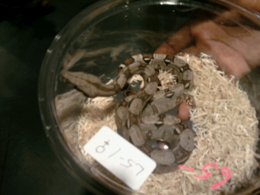 Tiny - the red tail boa constrictor