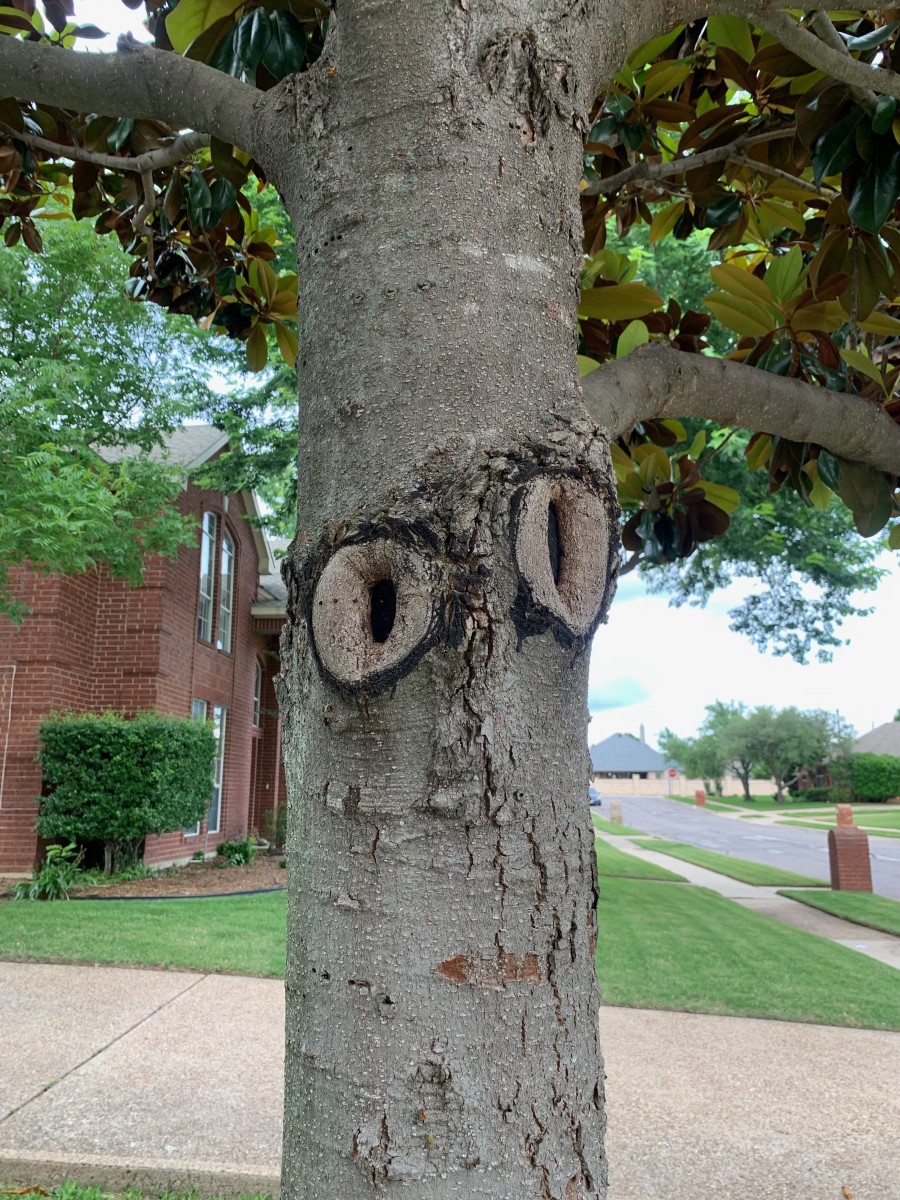 A natural tree face Mr. Owl look-alike!