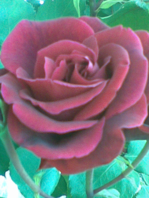 Redo rose  in the garden