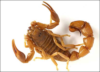 FAT TAIL Scorpion: equally venomous and lethal as deathstalker - also found in black.  bbc. news credit