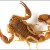 FAT TAIL Scorpion: equally venomous and lethal as deathstalker - also found in black.  bbc. news credit