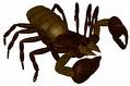FALSE SCORPION:  Ugly but completely harmless.  Up to 8 inches long.  May be able to nip with claws.  Non venomous.
