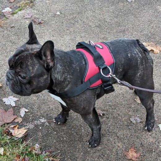 Torque (French Bulldog) in the Reflective No-Pull Harness