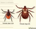 Ticks are Arachnids, like spiders.  These two are carriers of disease such as Lyme and Rocky Mountain.   credit assetts.aarp.org