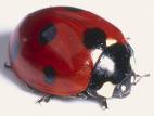 Ladybird, or Ladybug.  A Beetle:  Loved and useful.    credit dicimages.com