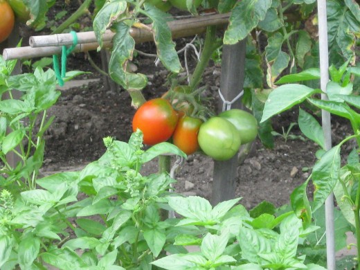 Home Grown Tomatoes on the Vine