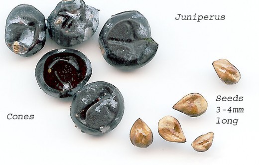 Juniper seeds. This image is in the public domain.
