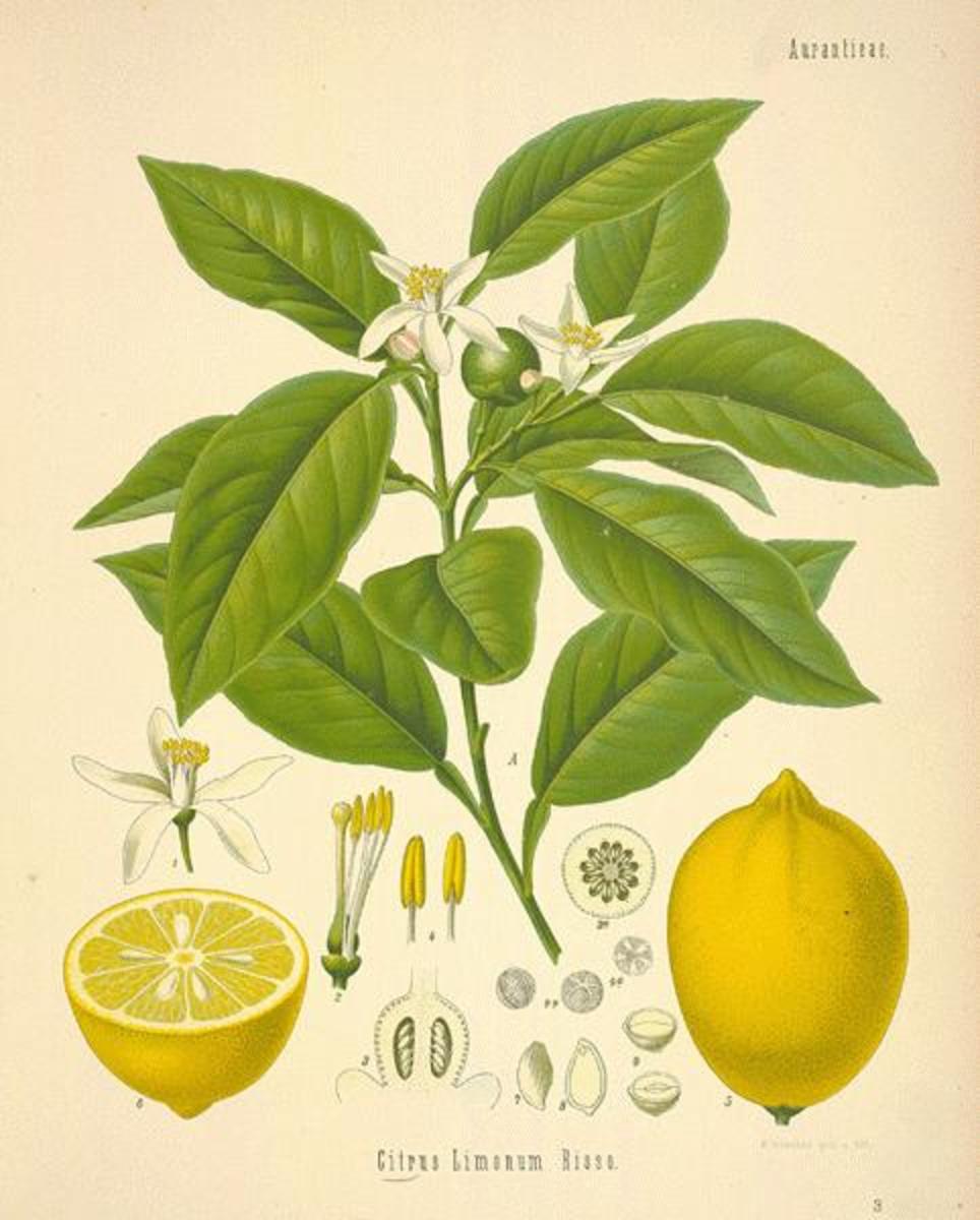 Lemon oil: aromatherapy, health benefits and uses of lemon essential oil