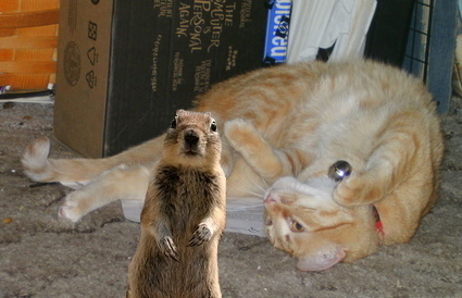 And when I run for President in 2012 I want to ban Cats from Squirrel's yards