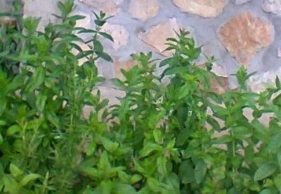Mint grown in my garden