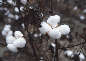 Cotton Plant Picture - Courtesy - Wikipedia.
