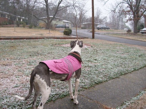 Experiencing a rare snowfall in Alabama