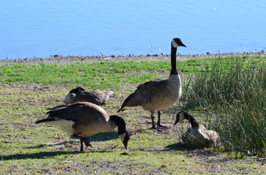 Migrating Canada Geese Pause for a Rest