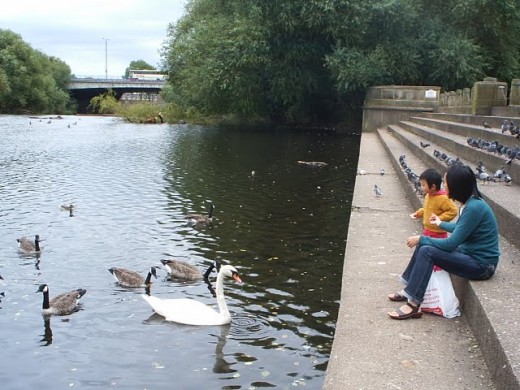 Feed ducks Feed ducks