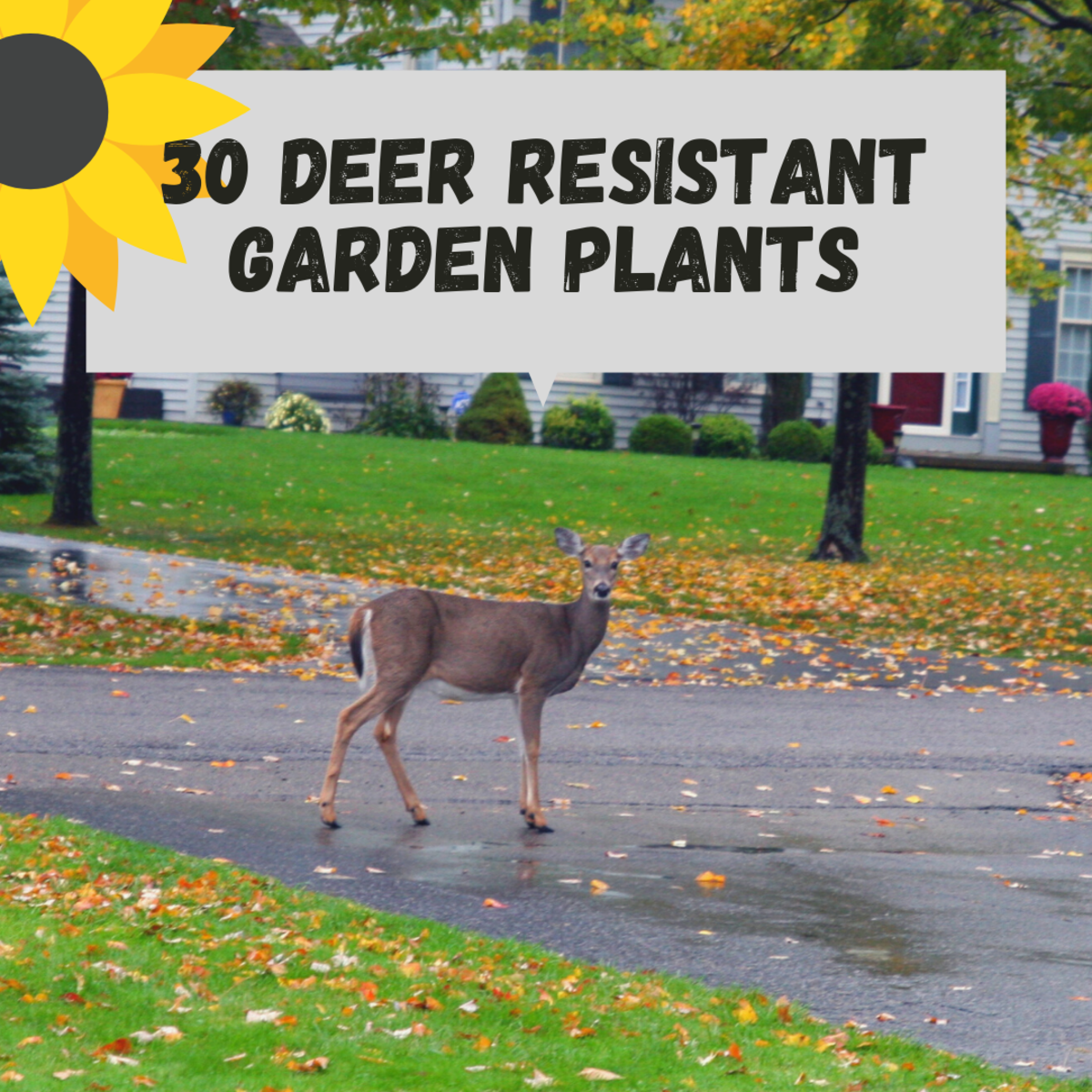 20 Deer Resistant Flowers, Shrubs, and Trees for Your Garden ...