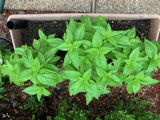 Old EarthBox, new basil