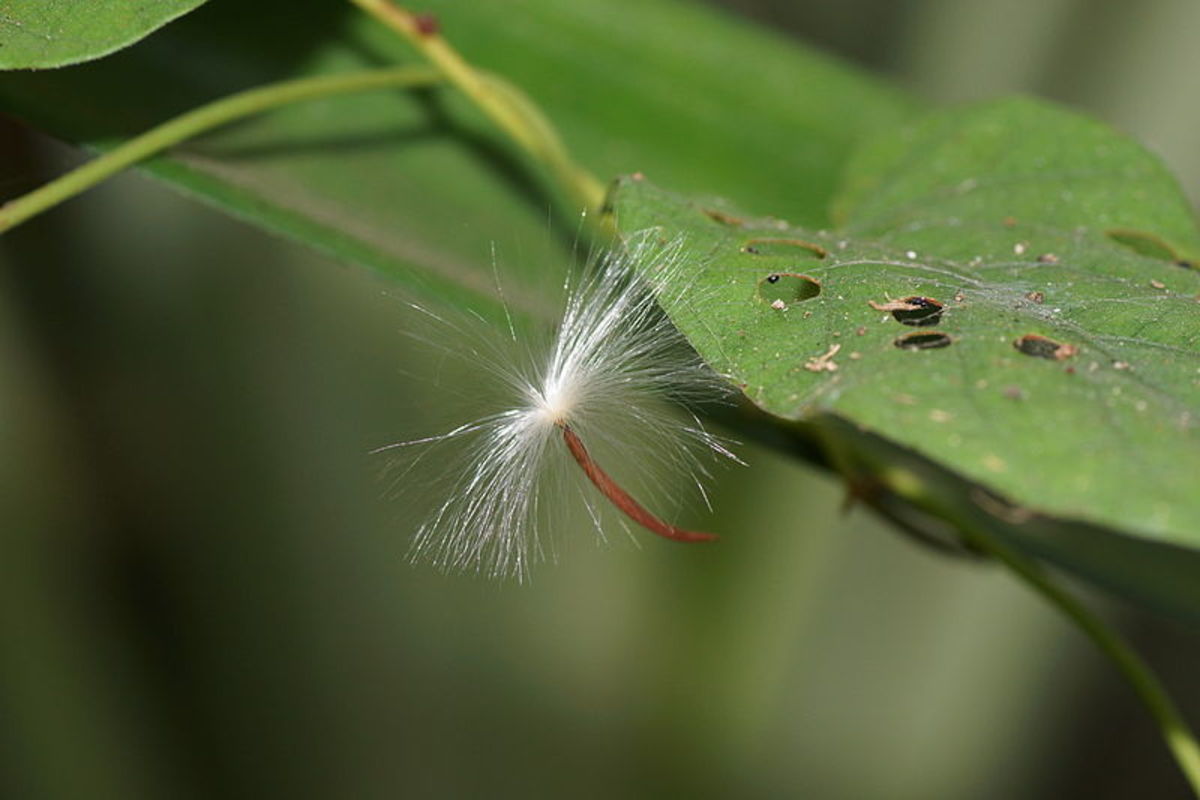 Plant Migration: Wings, Hairs and Humans