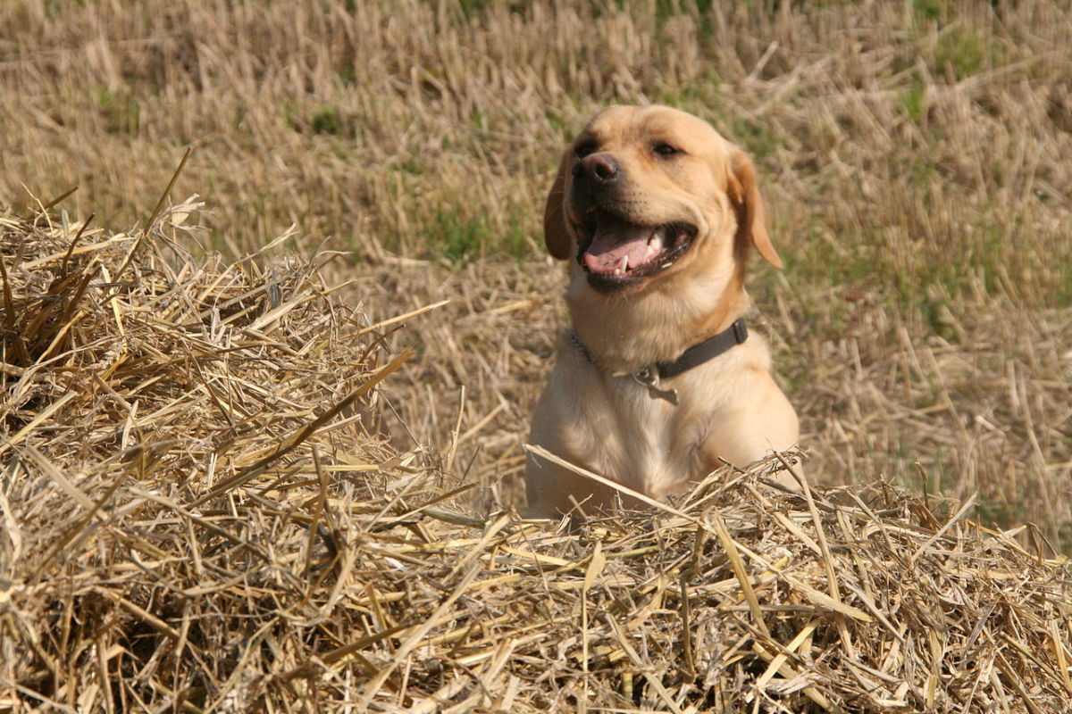 Chez:  Yellow Labrador Retriever in a Cornfield