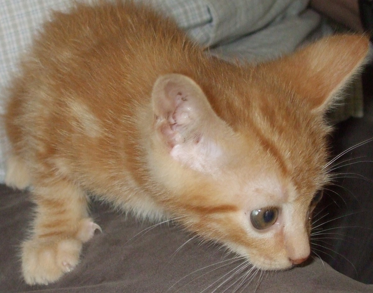 Kittens' claws grow quickly into razor sharp  points.