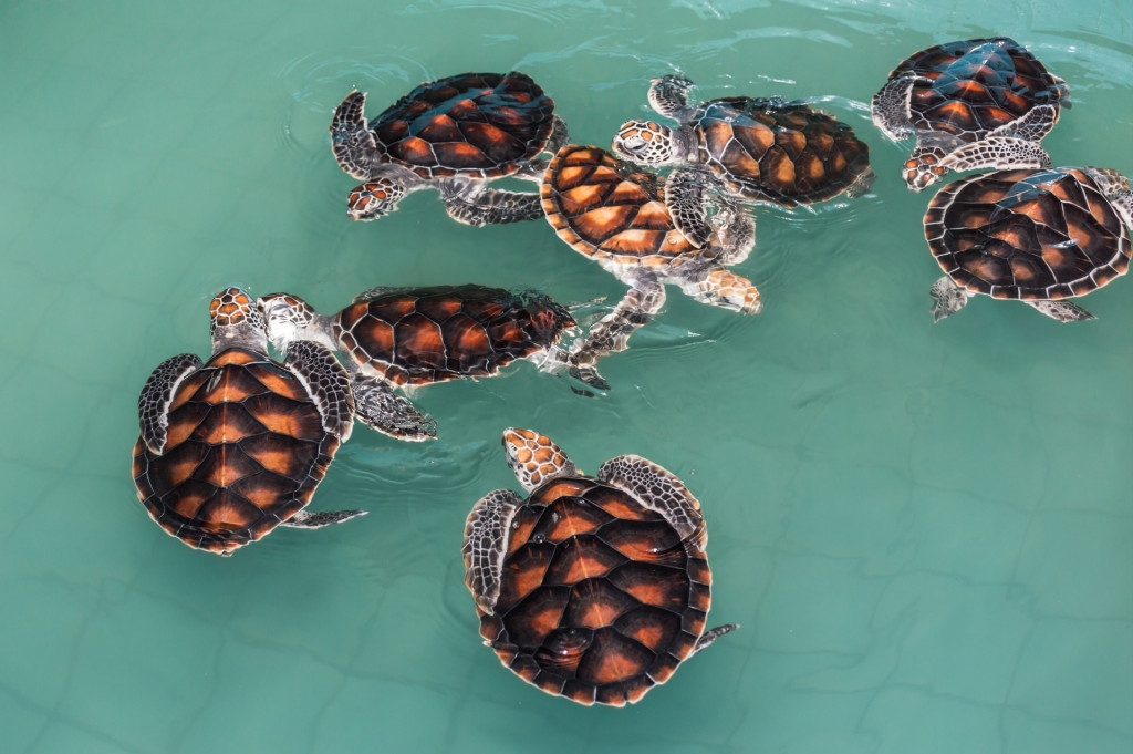 quick-facts-about-endangered-sea-turtles-hubpages