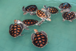 Quick Facts About Endangered Sea Turtles