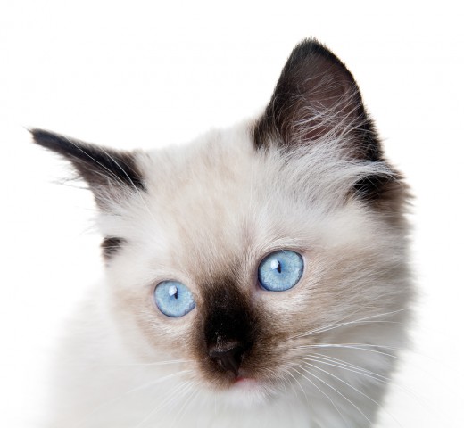 Beautiful Blue Eyes!
