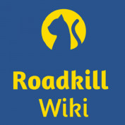 roadkillwiki profile image
