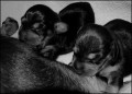 Considerations Before Breeding Dogs