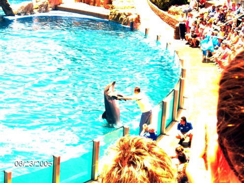 One of the guests in the audience is shaking "hands" with a dolphin.