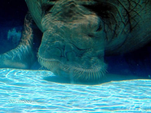 Walrus Photo -  I loved seeing this walrus swimming along the bottom of a big aquarium. 