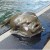10. Lumpfish 10. Lumpfish