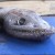 5. Deep Sea Lizardfish 5. Deep Sea Lizardfish