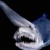 3. Goblin Shark 3. Goblin Shark