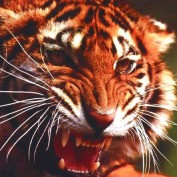 rajabilal profile image