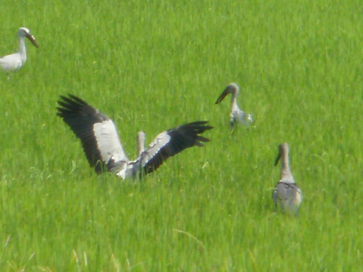 Migratory Birds on a Paddy Farm
