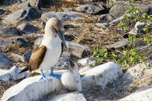 Blue-Footed Booby and Chick