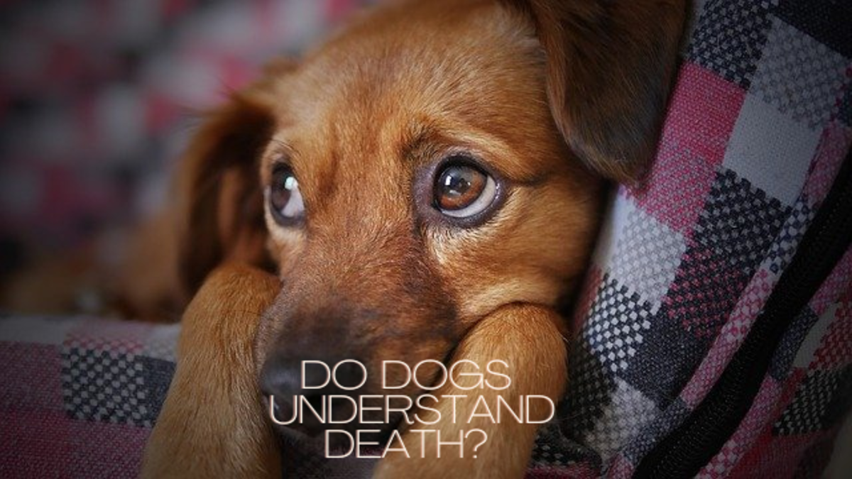 Do Dogs Understand Death?