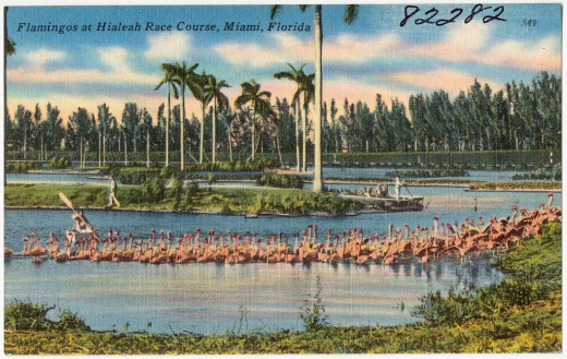 Flamingoes at Hialeah Park