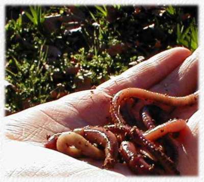 Red Wiggler worms in hand